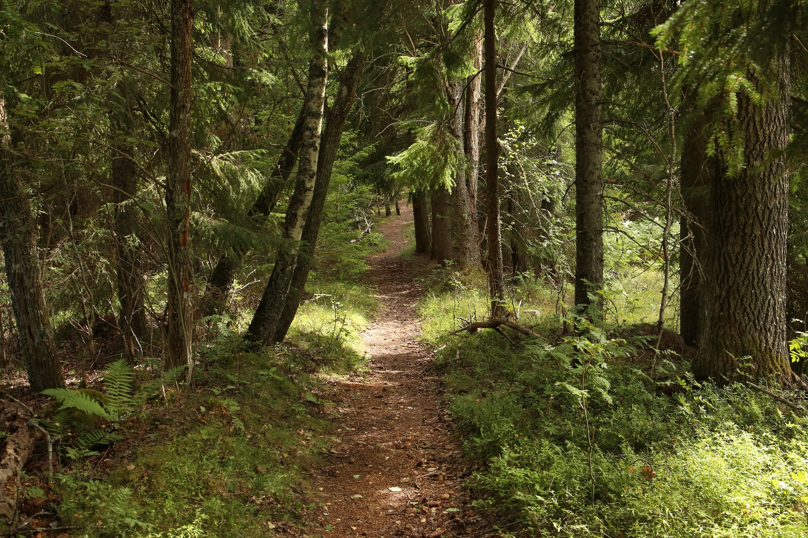 Härlig skogsstig med träd vid sidan av stigen.